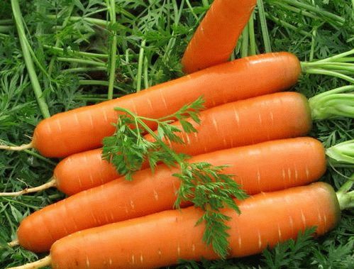 Процесс выращивания и хранения моркови