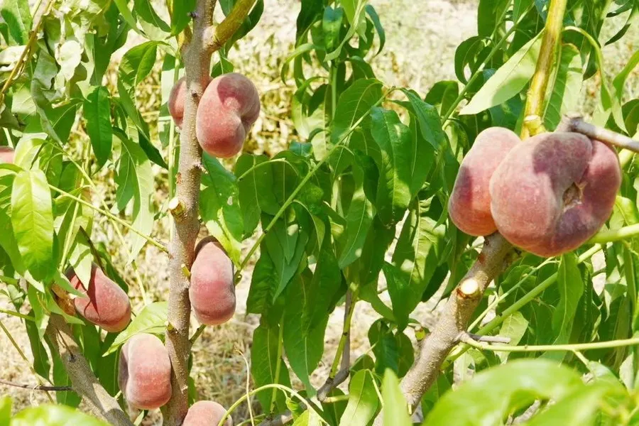 Қазақстанда шабдалының элиталық сұрыптарын өсіре бастады