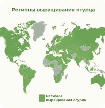 Қиярдың шығу тегі: тарихы, жолы және әлемге таралуы, фото 4