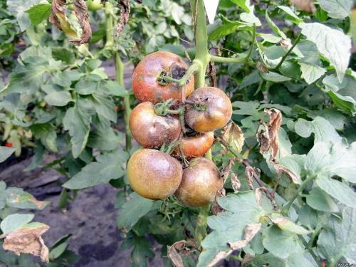 Өсімдік аурулары және олармен күрес, фото 4