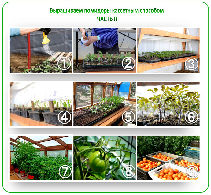 Жылыжайда қызанақ отырғызу және өсіру: технологияға А-дан Я-ға дейін шолу, фото 2