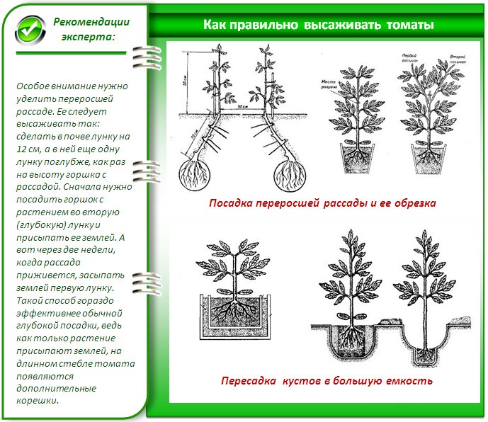 Жылыжайда қызанақ отырғызу және өсіру: технологияға А-дан Я-ға дейін шолу, фото 3