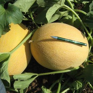 Қауын: отырғызу, өсіру және күтім
