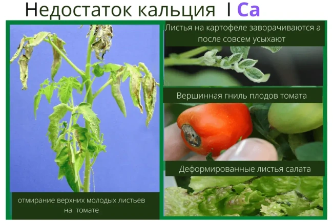 Микроэлементтер тапшылығын жапырақ арқылы анықтау, фото 10