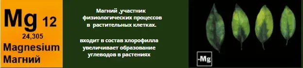 Микроэлементтер тапшылығын жапырақ арқылы анықтау, фото 11