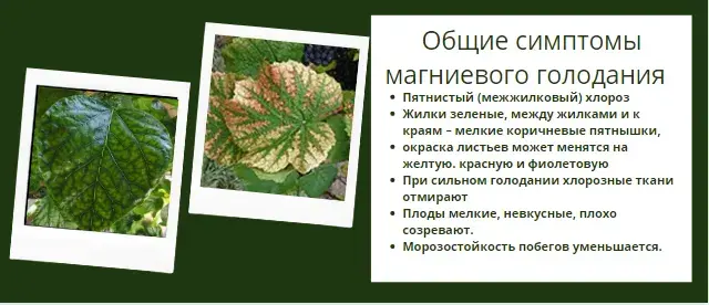 Микроэлементтер тапшылығын жапырақ арқылы анықтау, фото 12