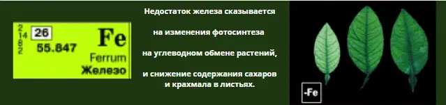 Микроэлементтер тапшылығын жапырақ арқылы анықтау, фото 13