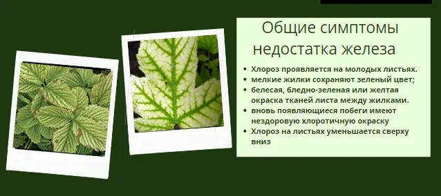 Микроэлементтер тапшылығын жапырақ арқылы анықтау, фото 14