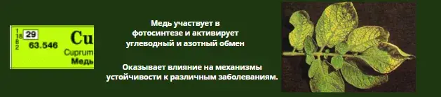 Микроэлементтер тапшылығын жапырақ арқылы анықтау, фото 15