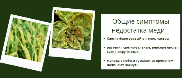 Микроэлементтер тапшылығын жапырақ арқылы анықтау, фото 16