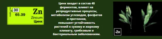 Микроэлементтер тапшылығын жапырақ арқылы анықтау, фото 17