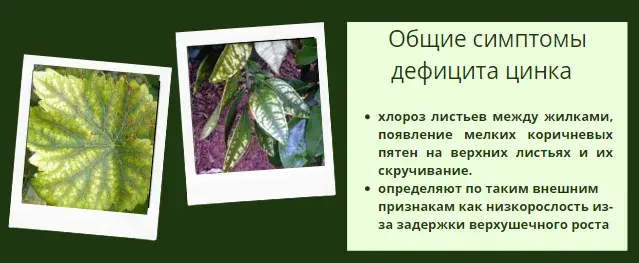 Микроэлементтер тапшылығын жапырақ арқылы анықтау, фото 18