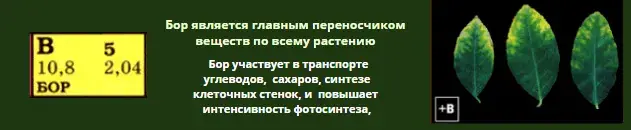 Микроэлементтер тапшылығын жапырақ арқылы анықтау, фото 19