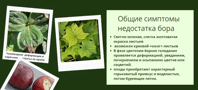 Микроэлементтер тапшылығын жапырақ арқылы анықтау, фото 20