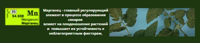 Микроэлементтер тапшылығын жапырақ арқылы анықтау, фото 21