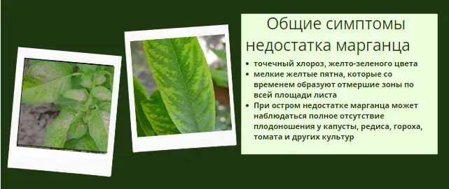 Микроэлементтер тапшылығын жапырақ арқылы анықтау, фото 22