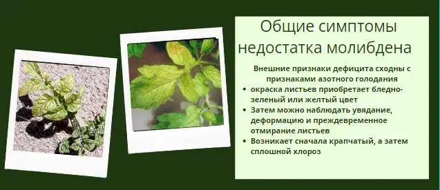 Микроэлементтер тапшылығын жапырақ арқылы анықтау, фото 24