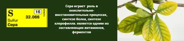 Микроэлементтер тапшылығын жапырақ арқылы анықтау, фото 25