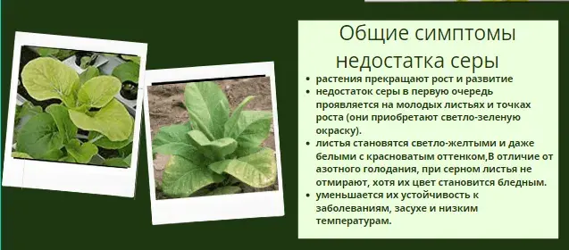 Микроэлементтер тапшылығын жапырақ арқылы анықтау, фото 26