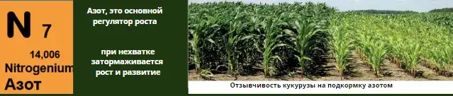 Микроэлементтер тапшылығын жапырақ арқылы анықтау, фото 3