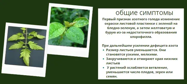 Микроэлементтер тапшылығын жапырақ арқылы анықтау, фото 4