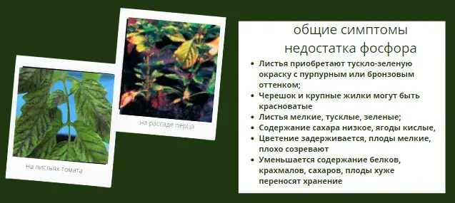 Микроэлементтер тапшылығын жапырақ арқылы анықтау, фото 6