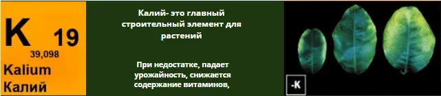 Микроэлементтер тапшылығын жапырақ арқылы анықтау, фото 7