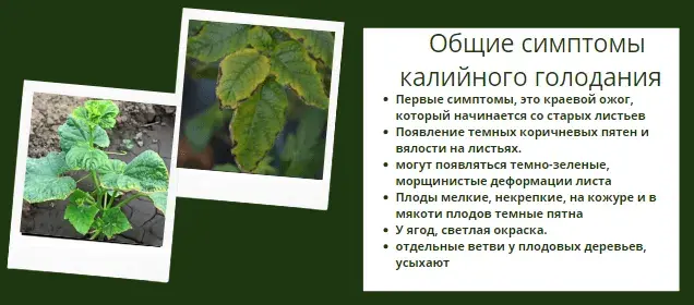 Микроэлементтер тапшылығын жапырақ арқылы анықтау, фото 8