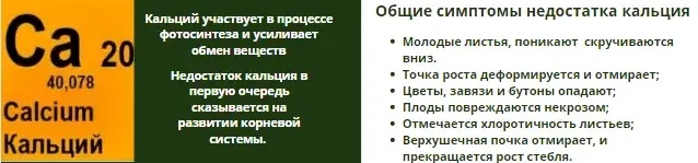 Микроэлементтер тапшылығын жапырақ арқылы анықтау, фото 9