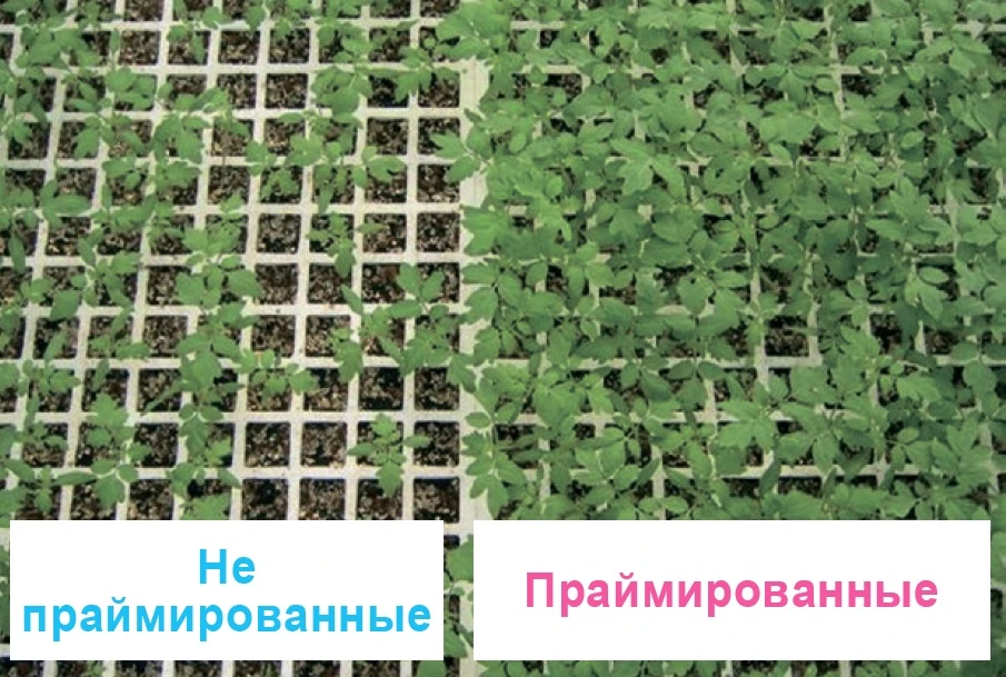 Тұқымдарды пайдалану және сақтау бойынша ұсыныстар, фото 3