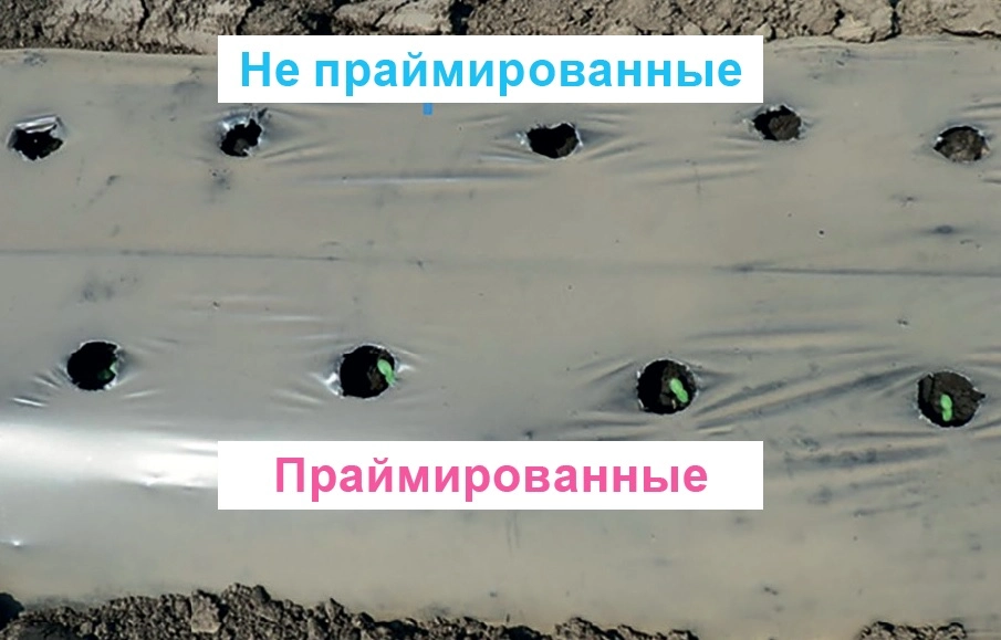 Тұқымдарды пайдалану және сақтау бойынша ұсыныстар, фото 4