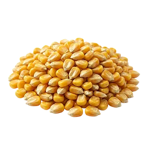 Мал азықтық жүгері тұқымдары