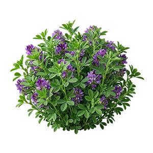 Жоңышқа тұқымдары