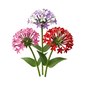 Пентас гүлдері