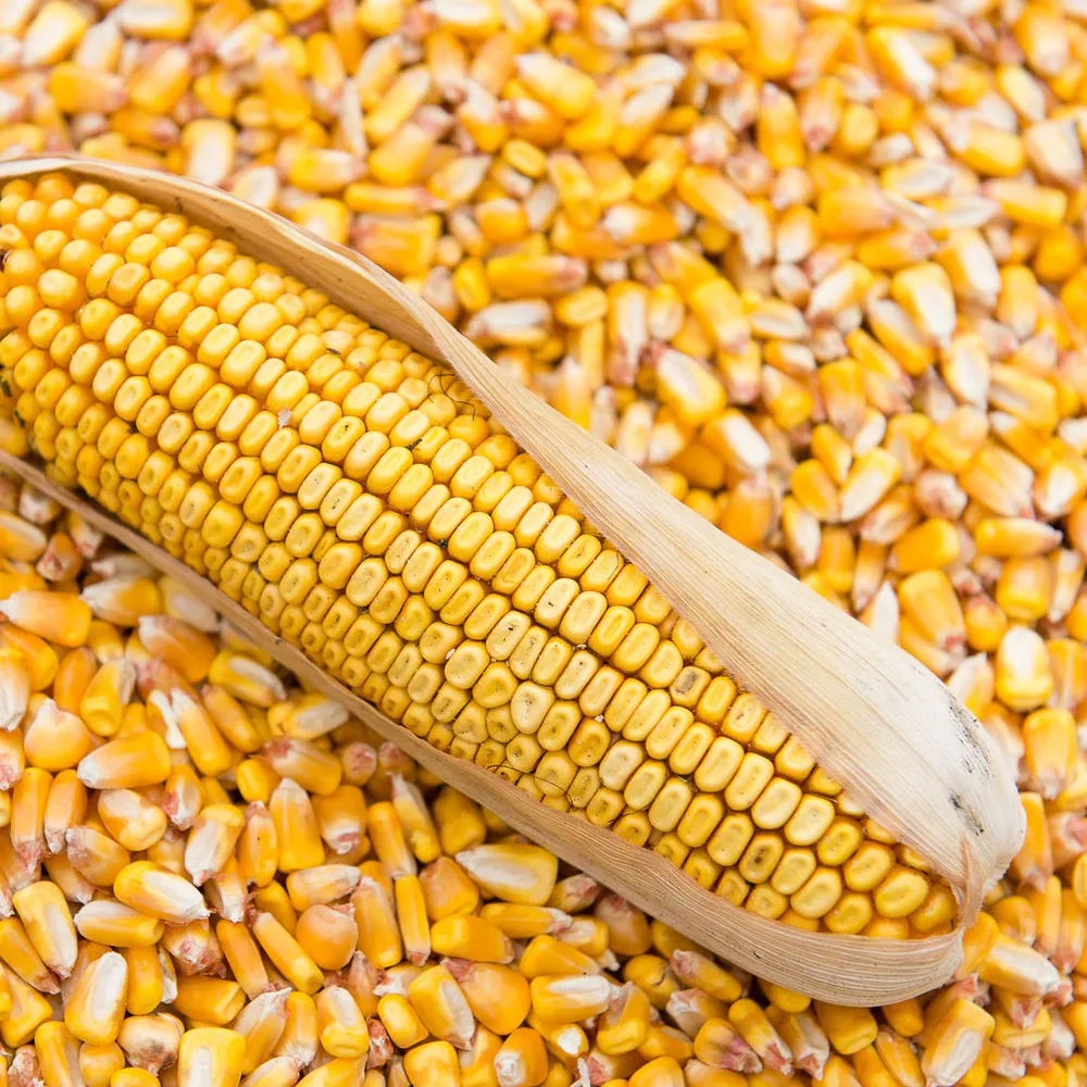 Семена кормовой кукурузы