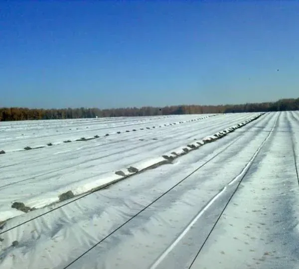 Агроволокно 60 гр на 1 кв.м. (12,5 м х 100 м) 4