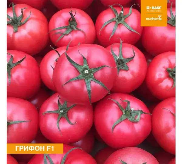 Томат Грифон F1 1
