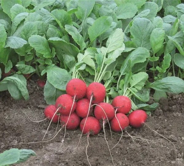 Редис Ребел 3