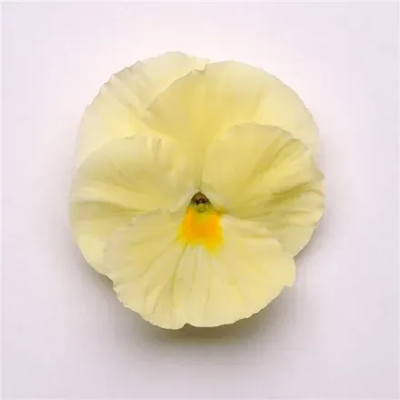 Анютины Глазки Матрикс Primrose 1