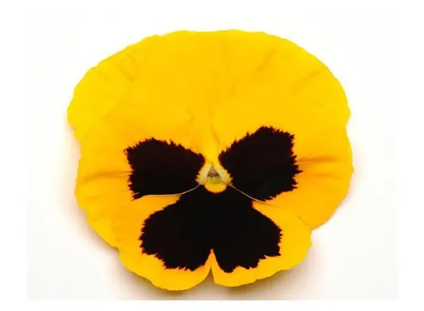 Анютины Глазки Матрикс Yellow Blotch 1