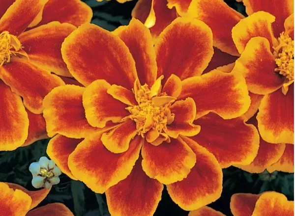 Бархатцы Дюранго Flame French 1
