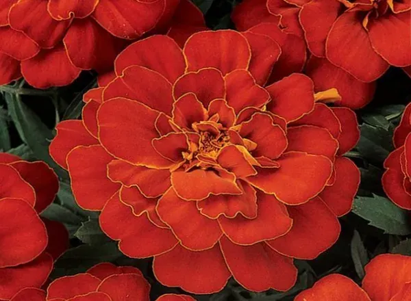 Бархатцы Дюранго Red French 1