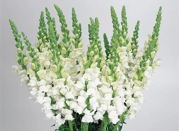 Львинный Зев Холодный White 1