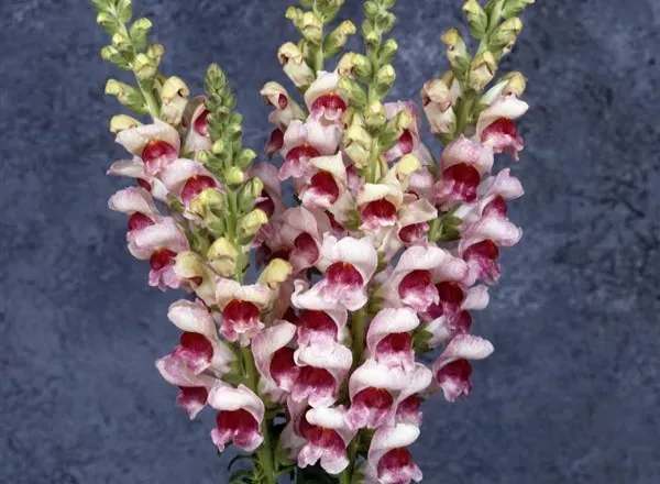 Львинный Зев Мериленд Plumblossom 1