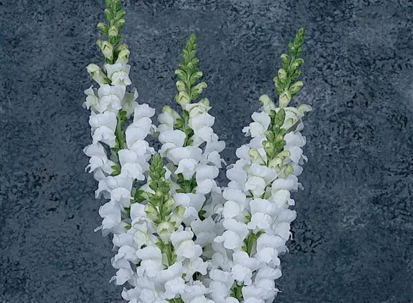 Львинный Зев Мериленд White 1