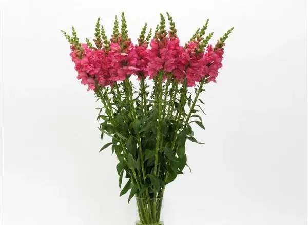Львинный Зев Потомак Dark Pink 1