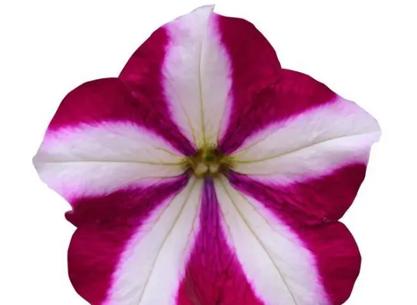 Петуния Изи Вейв Burgundy Star Spreading 1