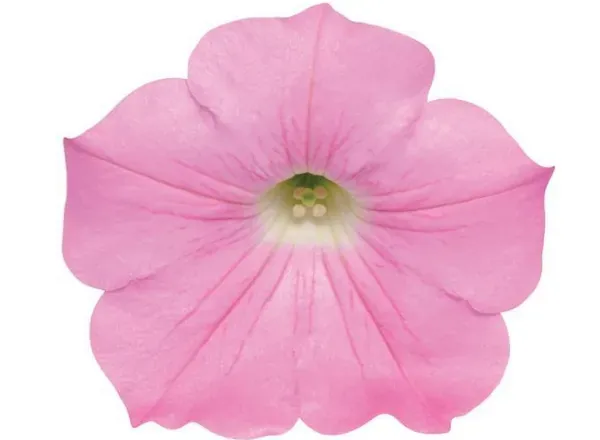 Петуния Изи Вейв Pink Spreading 1