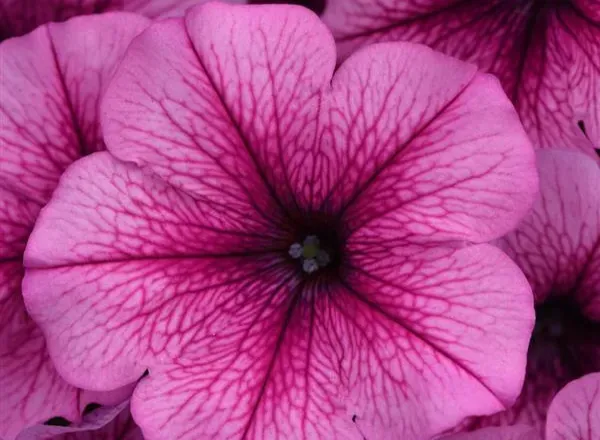 Петуния Изи Вейв Rose Fusion Spreading 1
