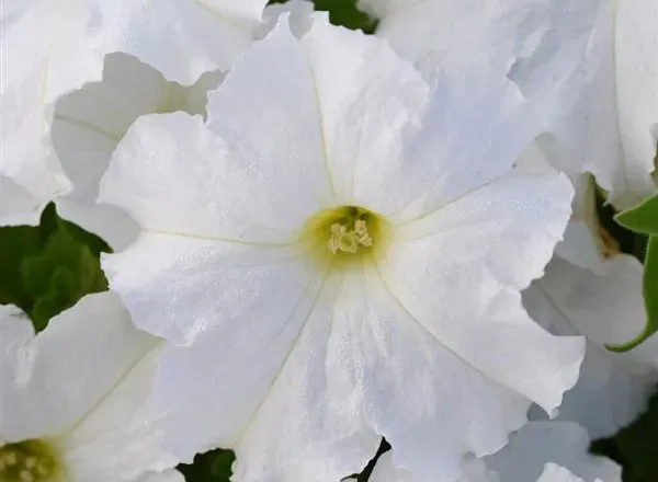 Петуния Ло Ридер White 1